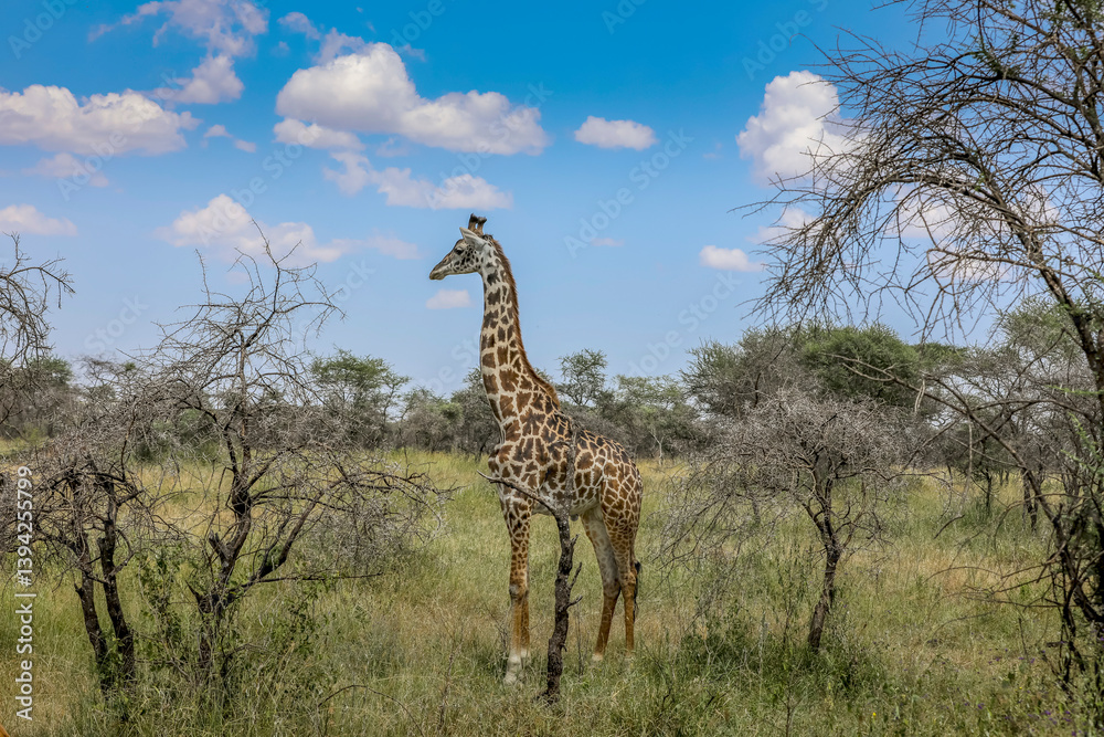 Obraz premium Giraffe in Afrika