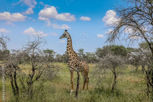 Giraffe in Afrika