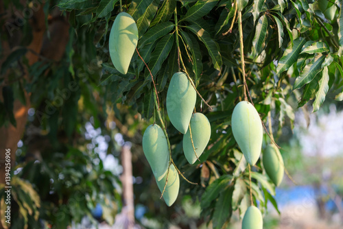 Green raw mango on a mango tree