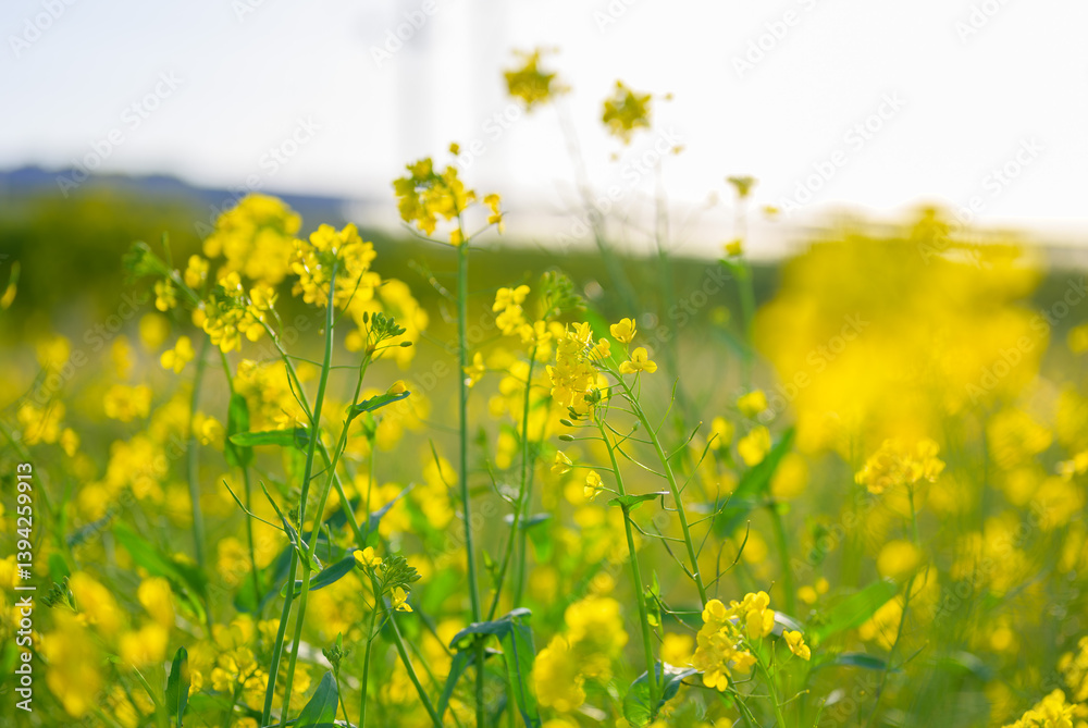 Fototapeta premium 青空に映える菜の花の見上げ構図と春の風景