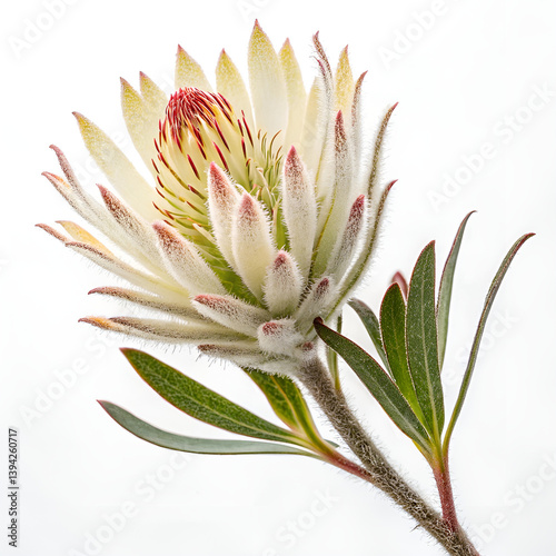 pink lily flower isolated