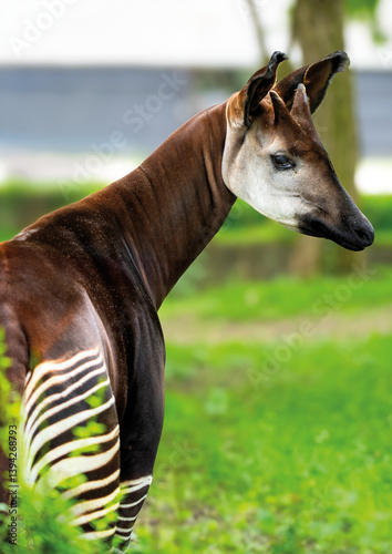 Photos A male Okapi in Copenhagen Zoo