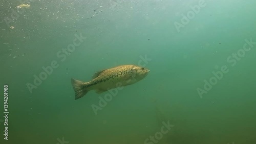 A largemouth bass (Micropterus salmoides) slowly ascends through the green-tinted water of a freshwater lake. Check my portfolio for more bass footage.