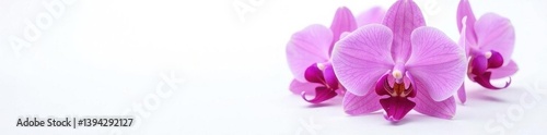 Vibrant purple orchid, delicate petals, white backdrop, vibrant, white background, petal