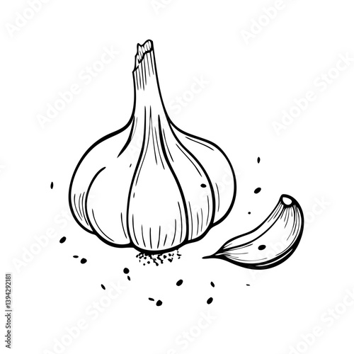 Garlic bulb and clove in a retro style black and white illustration  