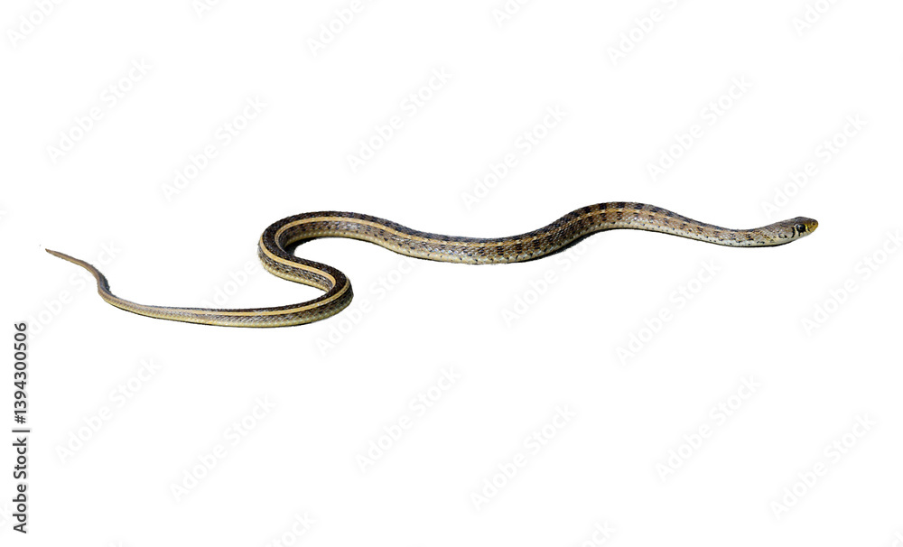 Snake - Full-Sized Striped Keelback Snake on Transparent Background Snake - Full-Sized Striped Keelback Snake on Transparent Background