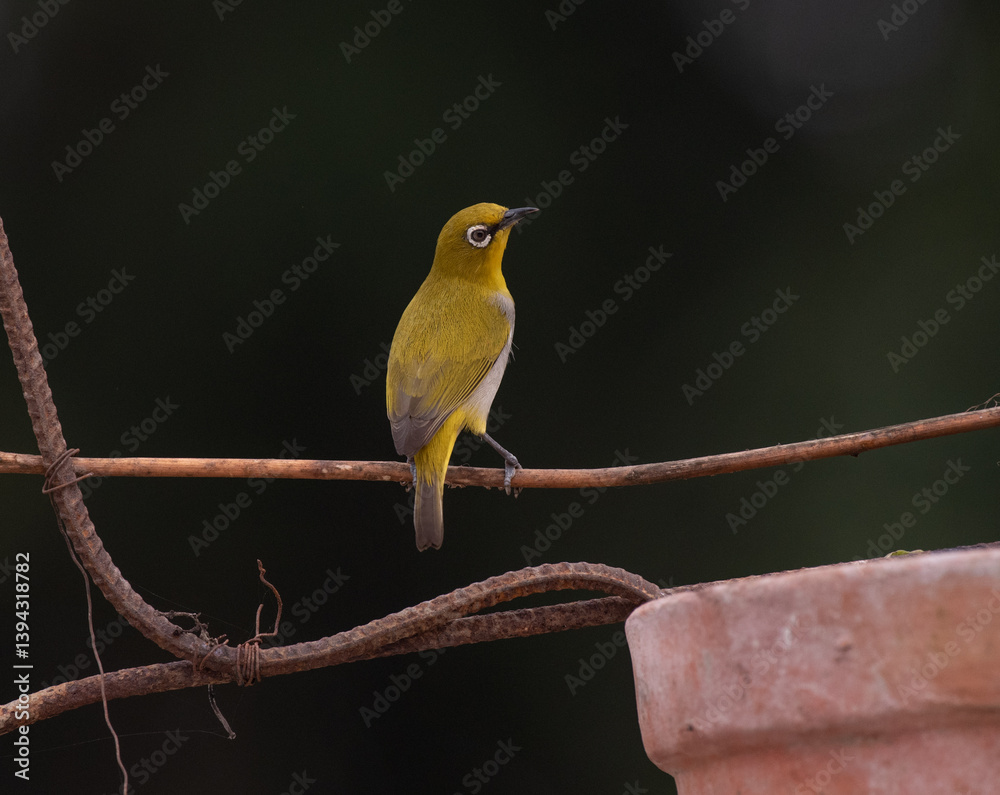 Indian white eye bird perched on a twig. Selective focus.