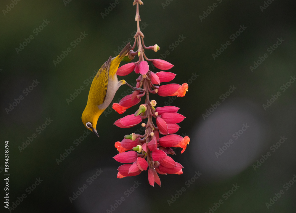 White eye bird perched on a twig looking to suck nectar from flower. Close up, selective focus.