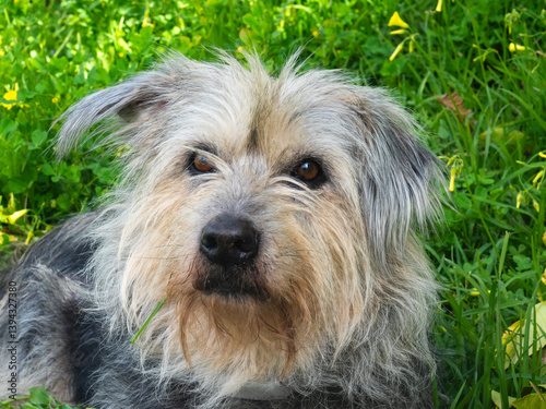 Canvas Print Close-up of a  scruffy dog resting on a grassy field, surrounded by greenery
