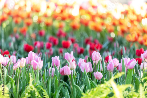 soft pink tulips in the garden. There are water droplets on it, on blur background.