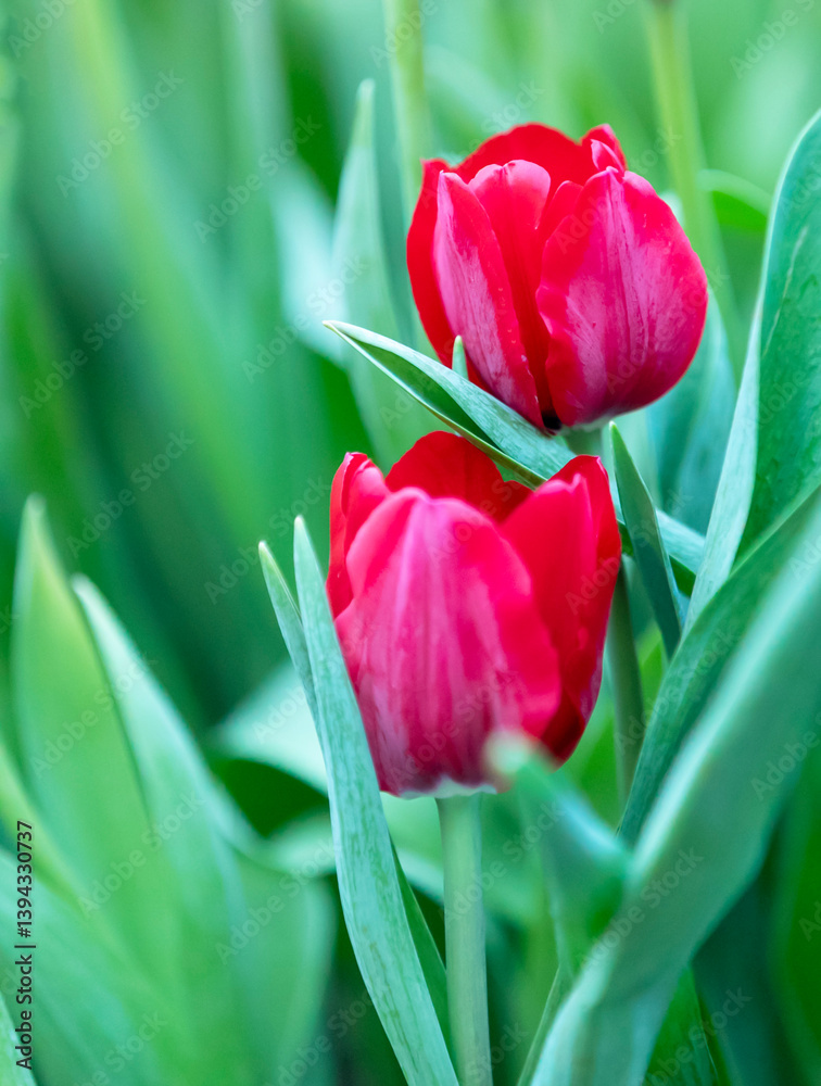 soft red tulips in the garden on blur background