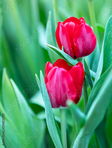 Obraz na płótnie soft red tulips in the garden on blur background w salonie