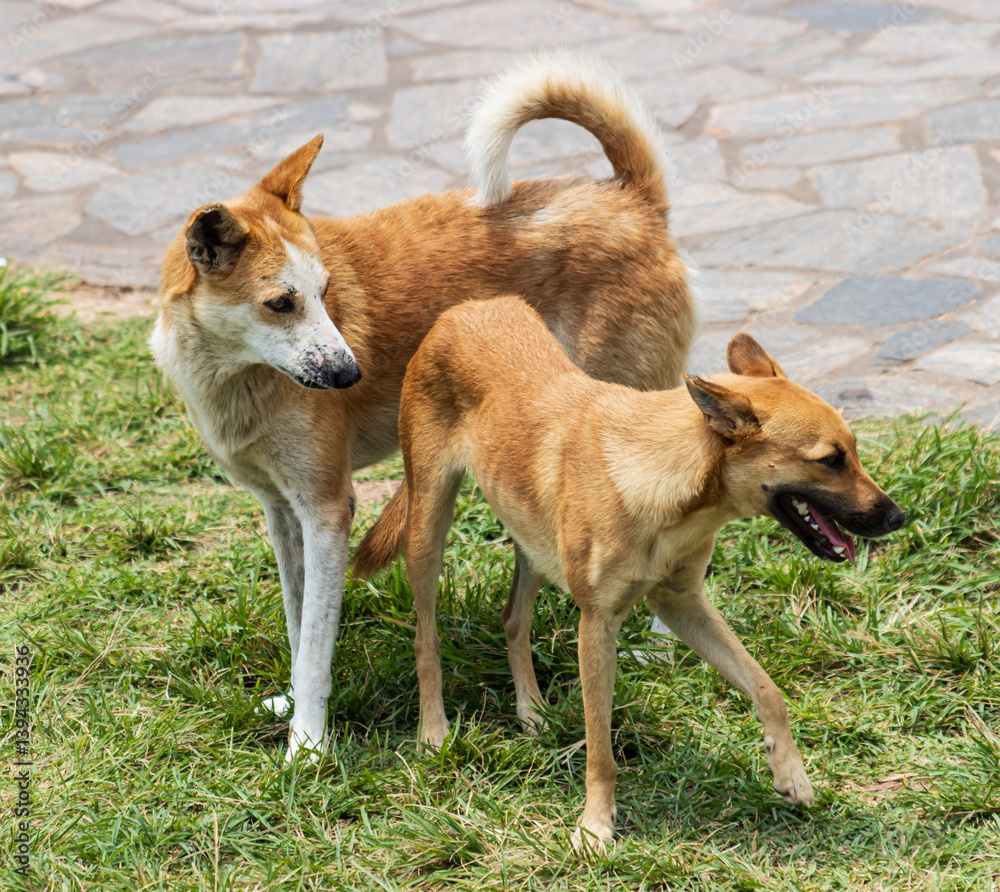 red dogs on the street.