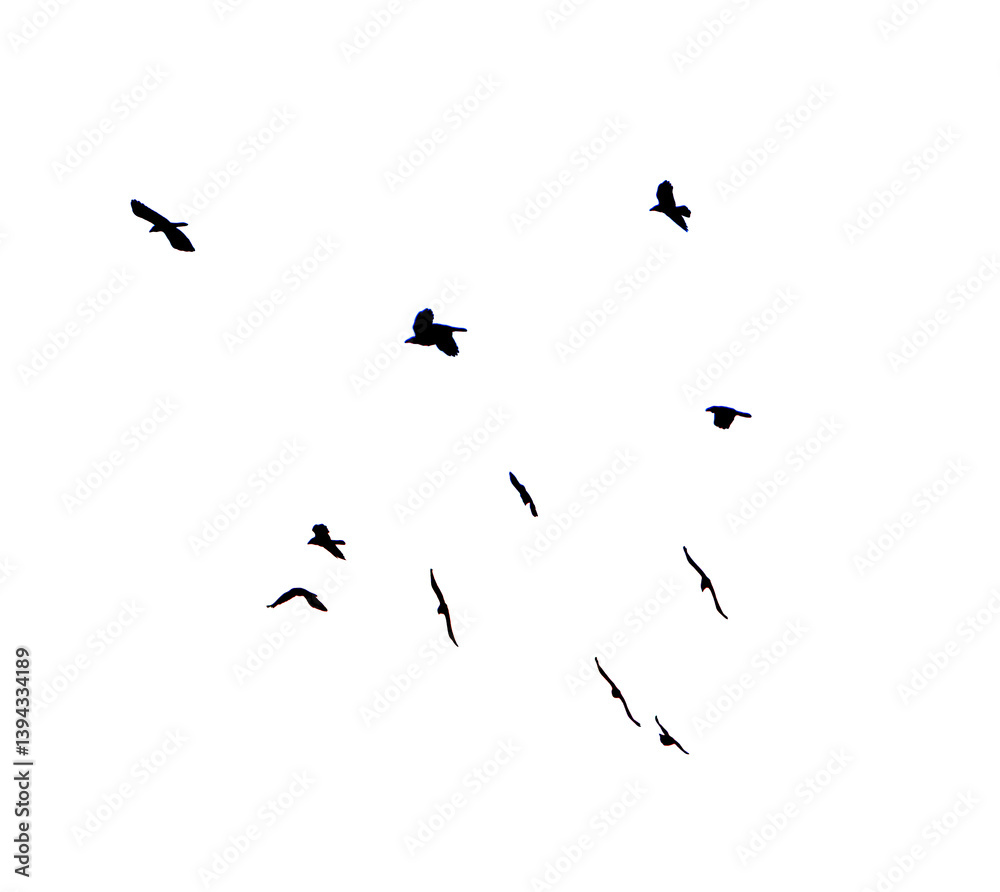 Obraz premium A flock of birds flying in the sky