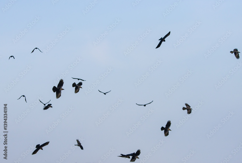 Fototapeta premium A flock of birds flying in the sky
