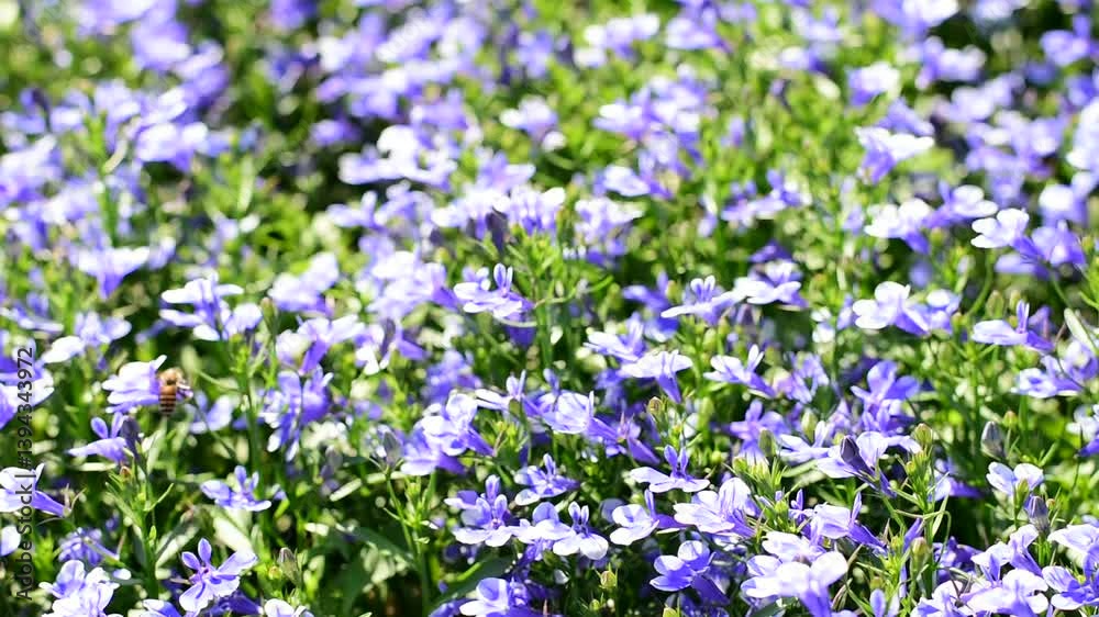 close-up shot of a bee collecting nectar from a purple flower in a natural field. 