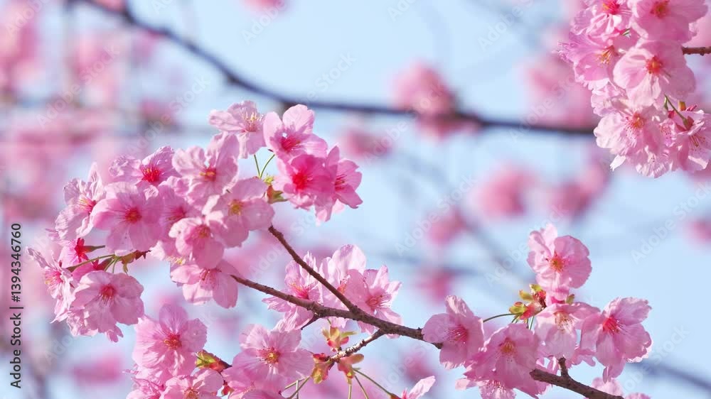 Cherry blossoms, spring in Japan, fresh and beautiful Cherry blossoms, spring in Japan, fresh and beautiful