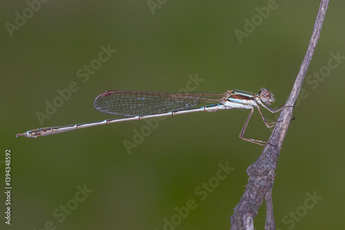 Wandering Ringtail (Austrolestes leda) - Australian Damselfly in Natural Habitat