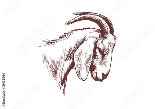 Boer Goat hand drawn sketch illustration vector