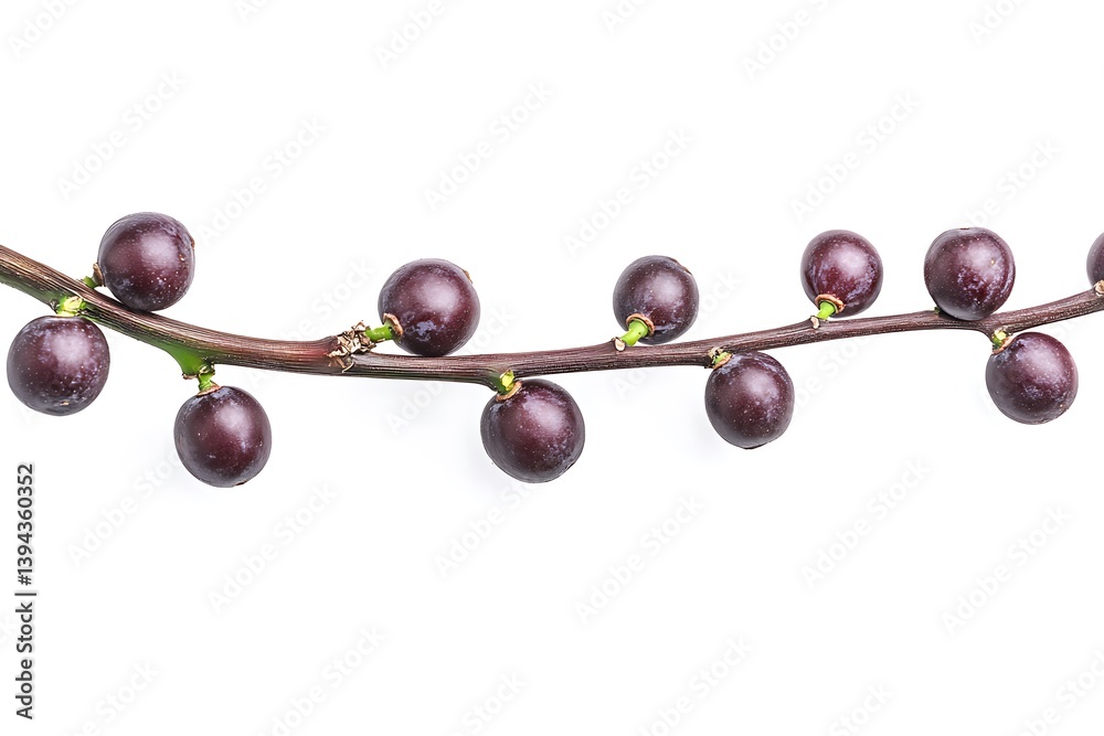 A vine branch showcasing several ripe dark purple fruits
