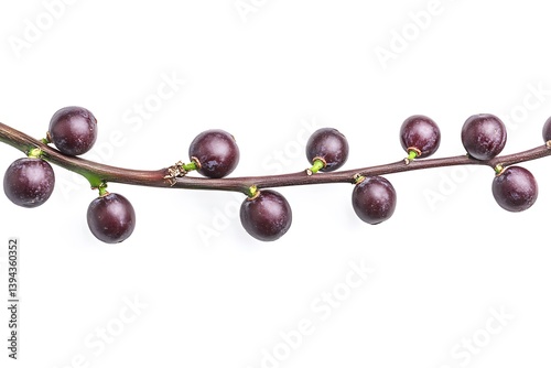Obraz na płótnie A vine branch showcasing several ripe dark purple fruits w salonie