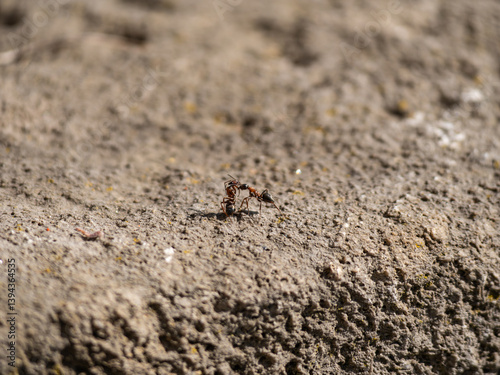 ant on the ground photo