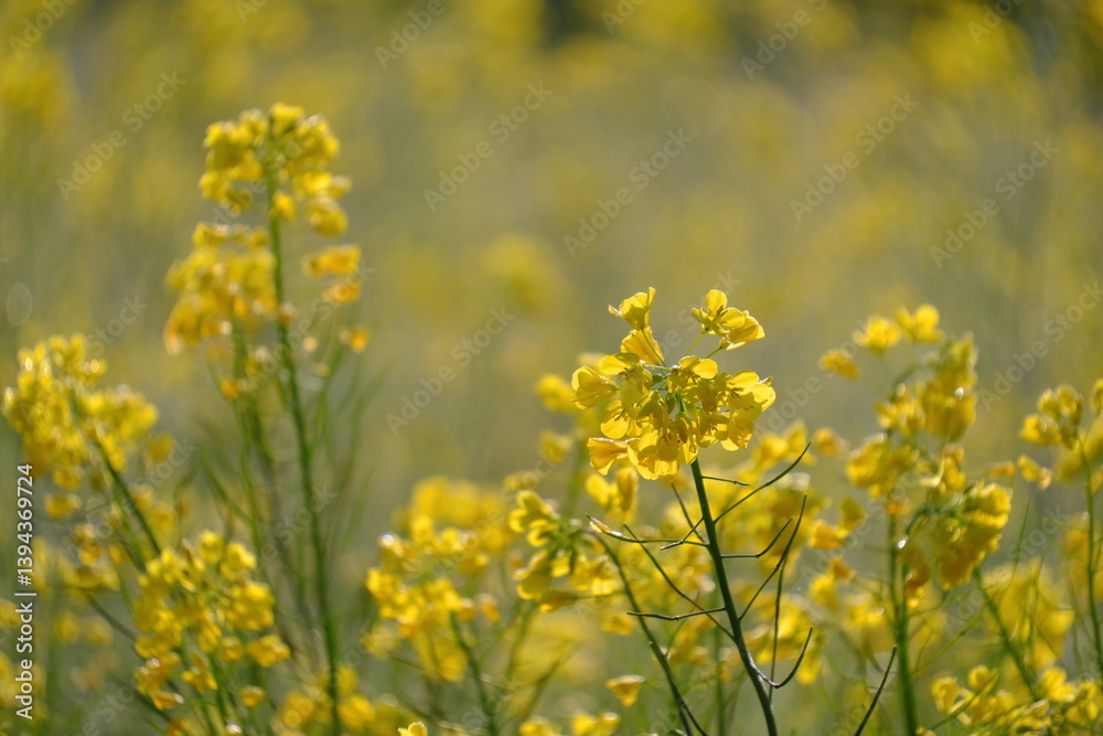 小湊鐡道月崎駅の菜の花 小湊鐡道月崎駅の菜の花