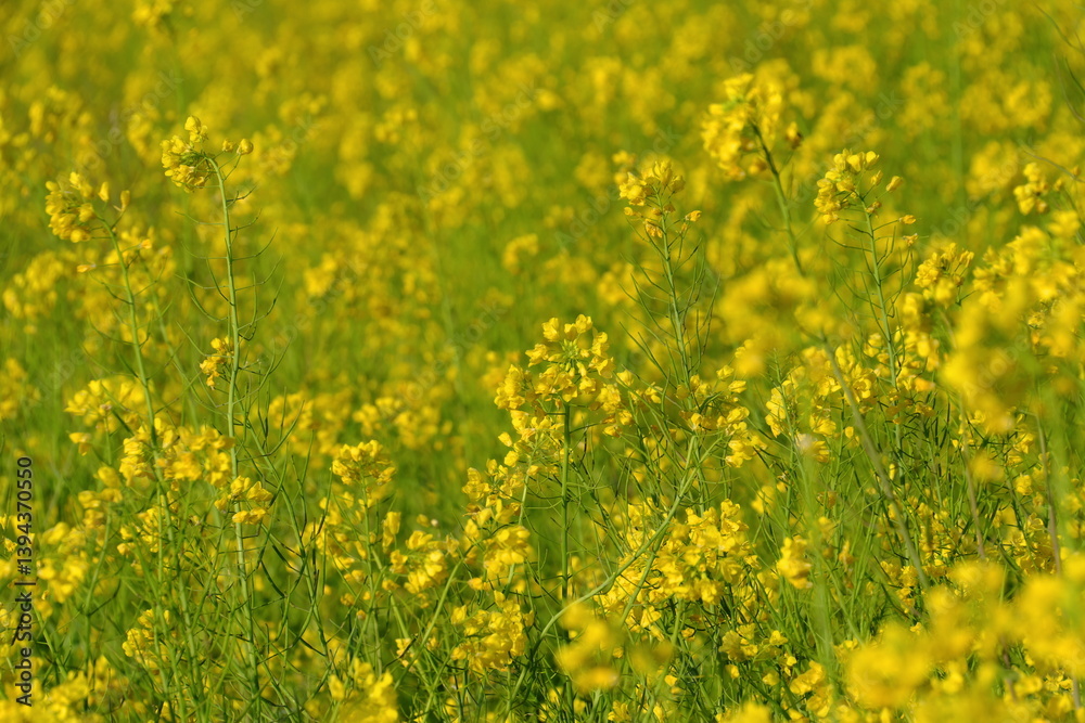 Fototapeta premium 小湊鐡道月崎駅の菜の花