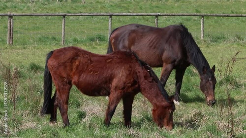Wallpaper Mural Two horses grazing in long grass. England. UK Torontodigital.ca