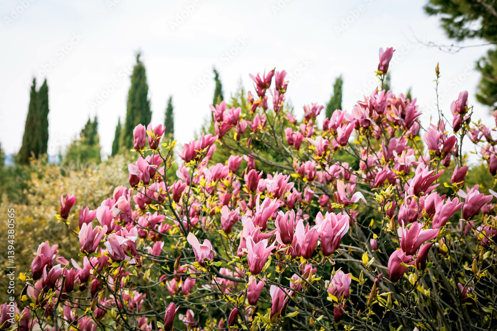 Fototapeta premium Pink magnolia flowers in full bloom on a sunny spring day in Tbilisi, Georgia, symbolizing renewal, freshness, and the beauty of nature in the city garden