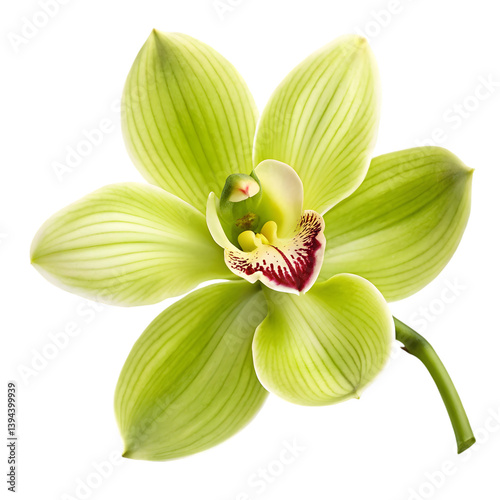 Lime Green Orchid Flower: High-Res Image on transparent background