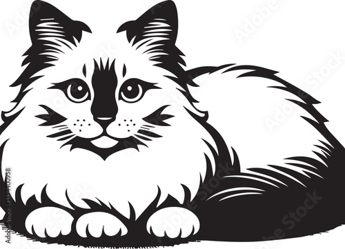Black and White Ragdoll Cat Vector	