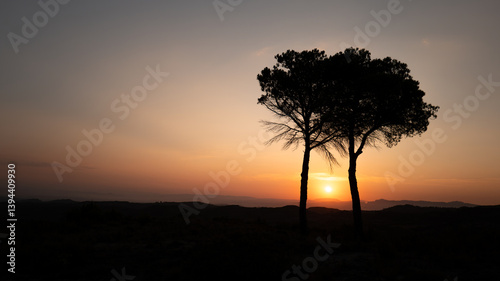 duo de pins au lever du soleil