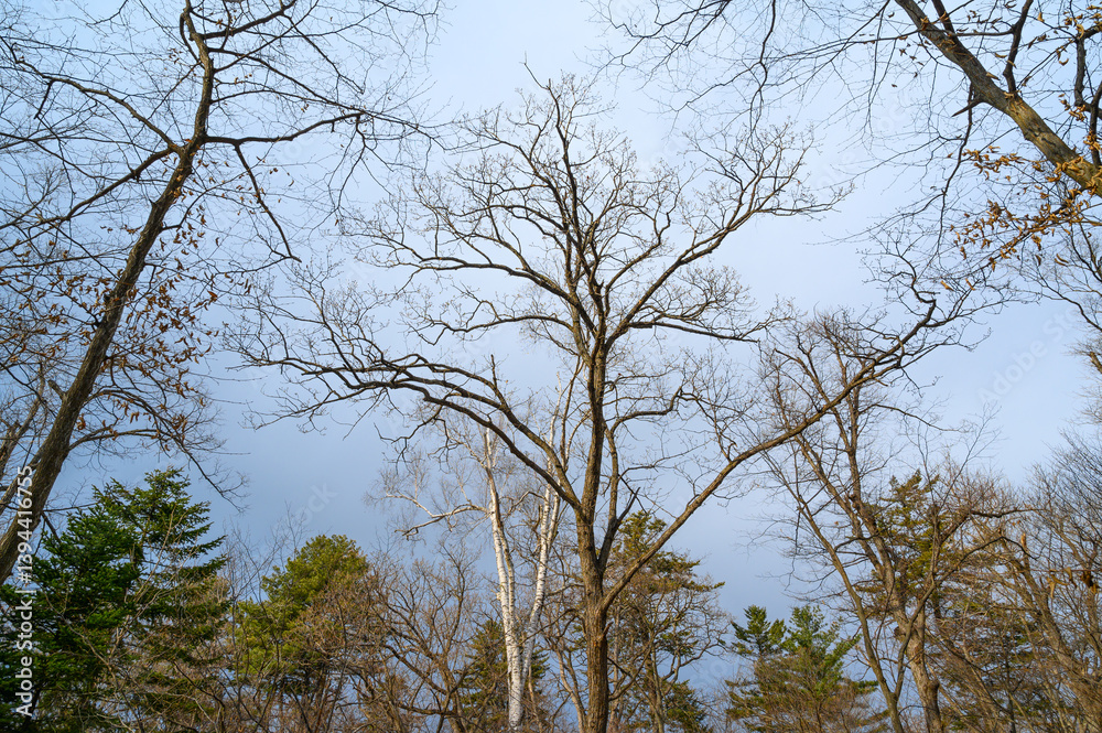 Tree branches silhouette over sky. Early spring. Wide angle lens. Tree branches silhouette over sky. Early spring. Wide angle lens.
