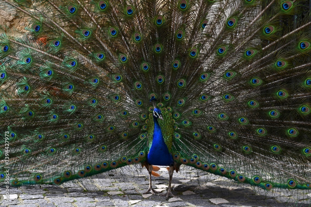Naklejka premium Paon faisant la roue en gros plan