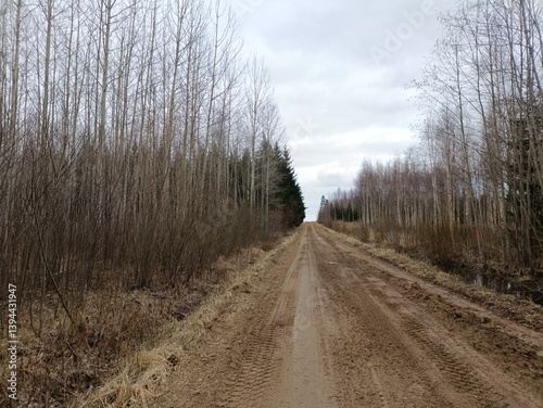 Road in forest in Siauliai county during cloudy spring day. Oak and birch tree woodland. Cloudy day with white clouds in sky. Bushes are growing in woods. Sandy road. Nature. Spring season. Miskas.