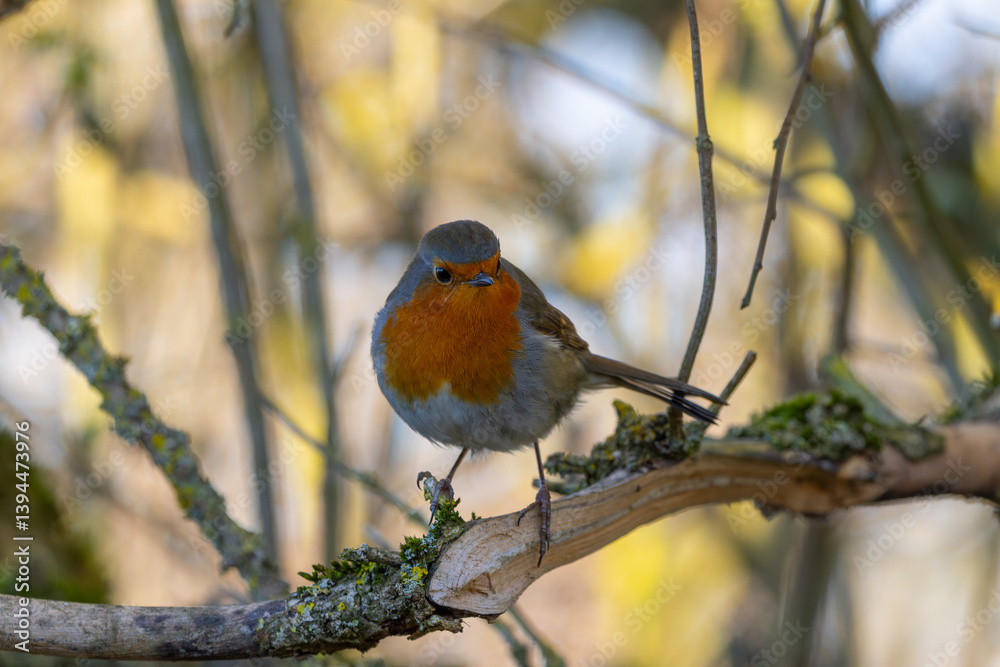 Fototapeta premium Robin perched in a tree on a spring morning.