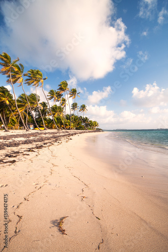 Deserted sandy beach with palms at sunrise, Martinique island, Caribbean