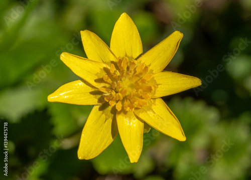 Close up of lesser celandine (Ficaria verna or Ranunculus ficaria) flower in spring