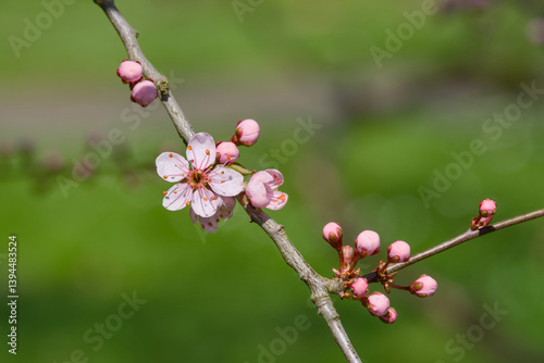 Wallpaper Mural Prunus spinosa Purpurea, blackthorn or sloe flower on the blurred background close-up Torontodigital.ca