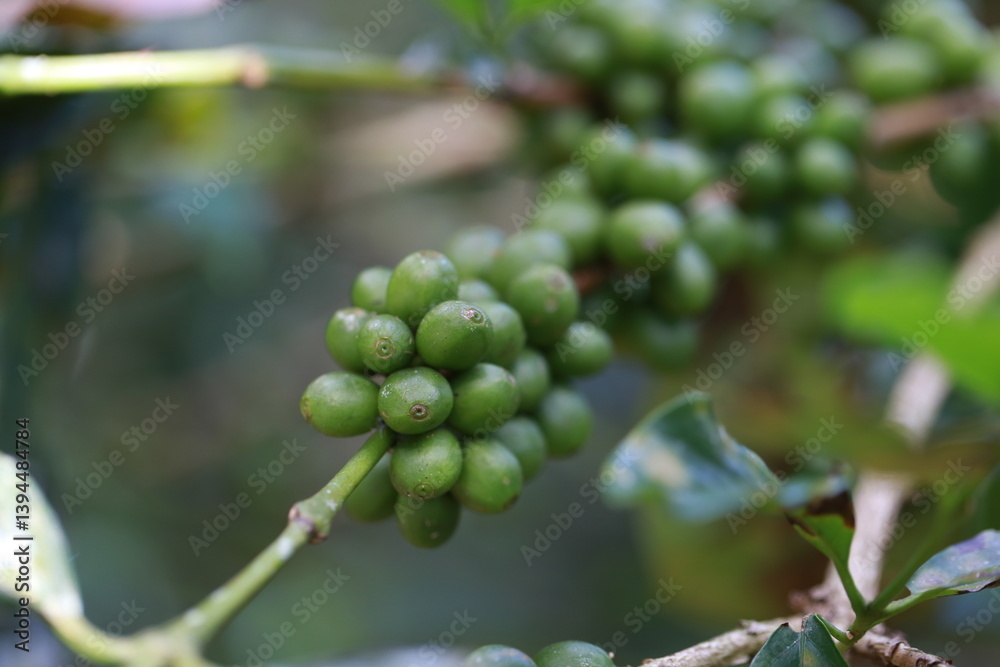 organic arabica coffee beans agriculturist in farm.harvesting Robusta and arabica coffee berries by agriculturist hands,Worker Harvest arabica coffee berries on its branch, harvest concept.	
