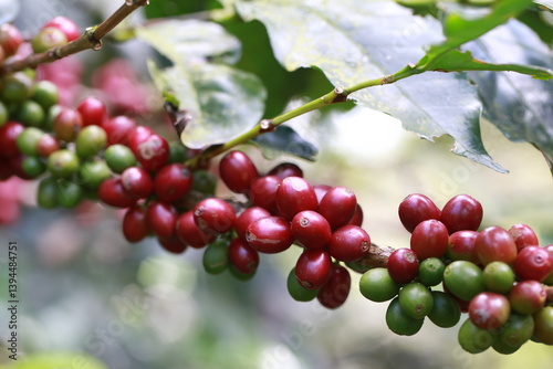 organic arabica coffee beans agriculturist in farm.harvesting Robusta and arabica coffee berries by agriculturist hands,Worker Harvest arabica coffee berries on its branch, harvest concept.	
