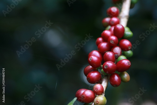 organic arabica coffee beans agriculturist in farm.harvesting Robusta and arabica coffee berries by agriculturist hands,Worker Harvest arabica coffee berries on its branch, harvest concept.	
