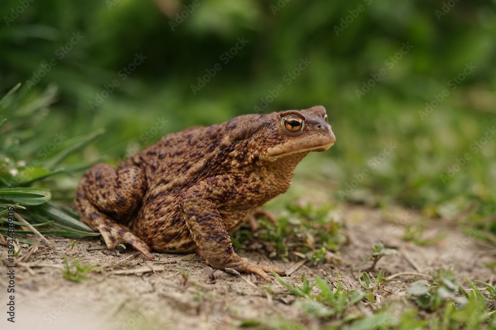  European toad (Bufo bufo) closeup view on spring garden. Due to human activities its rare to seen in wild nature.