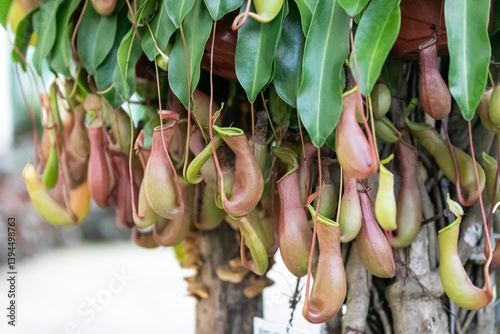 Nepenthes villosa also known as monkey pitcher plant photo