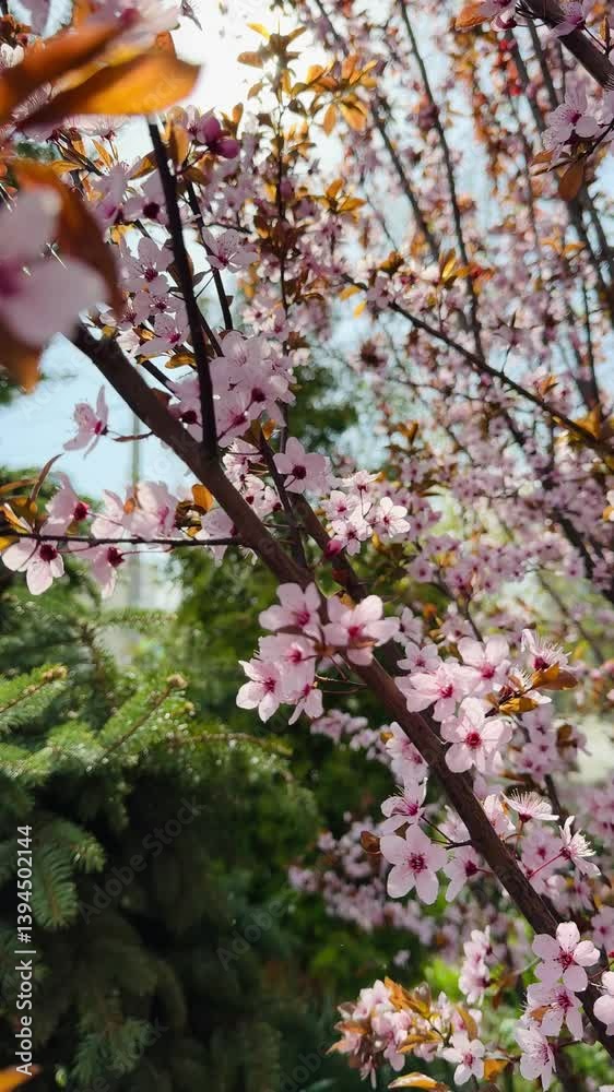 nature spring blossoming tree, pink flowers on branch under falling white snow, sun light flare bright sunny day. blooming spring time. Anomaly frost snowfall in spring. Garden outdoor fruit trees nature spring blossoming tree, pink flowers on branch under falling white snow, sun light flare bright sunny day. blooming spring time. Anomaly frost snowfall in spring. Garden outdoor fruit trees