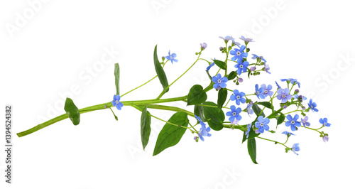 Photos Sprig of blue forget-me-not (brunnera) flowers isolated on white or transparent