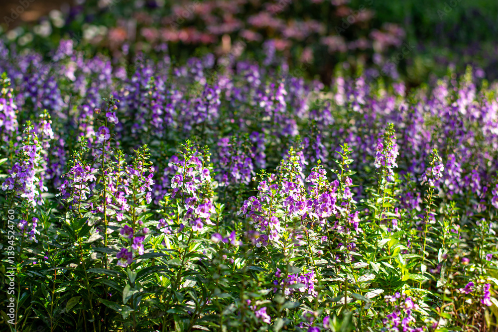 Obraz premium A close-up image of Angelonia goyazensis Benth with selective focus, showcasing vibrant purple Angelonia flowers blooming beautifully in a natural meadow garden.