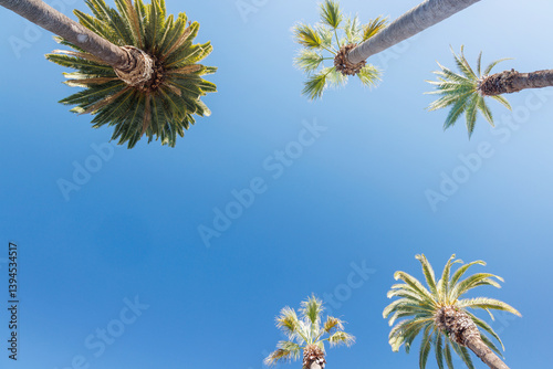 Tall, vibrant palm trees reaching towards a clear blue sunny sky