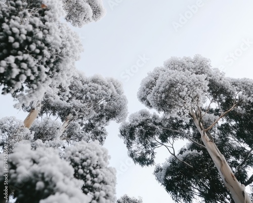 Snowy trees stretching skyward against a bright, empty winter sky in a serene, natural scene